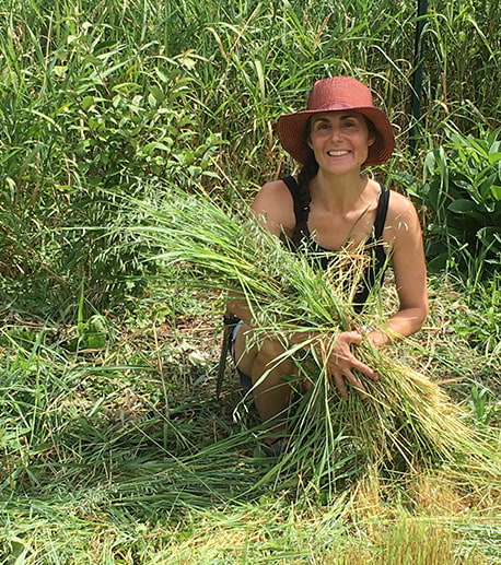 Tina harvesting oats