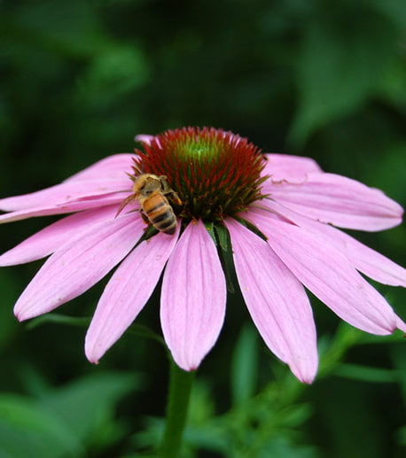 echinacea witha honey bee on top 