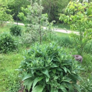 comfrey plant growing in a field next to fruit trees and a gray cat