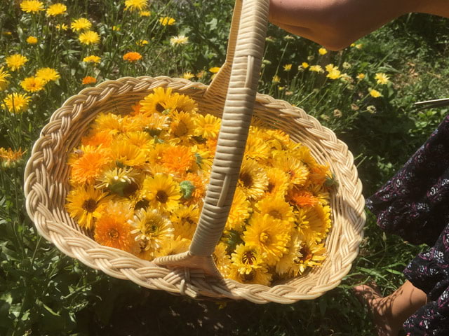 calendula flowers in a basket