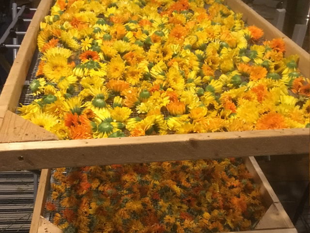 calendula flowers on a drying rack