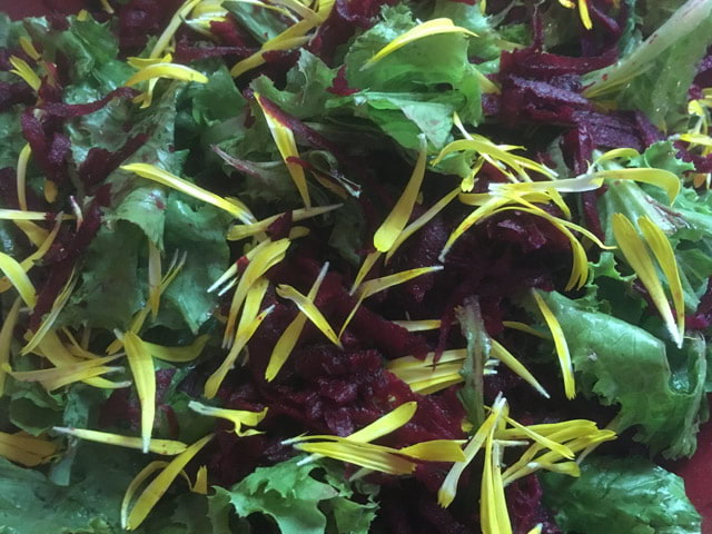 calendula, beet and kale salad