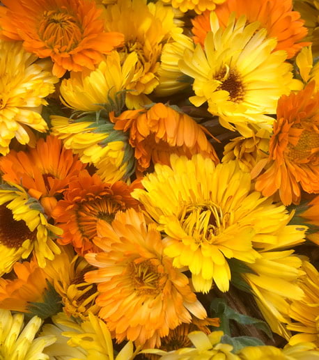 calendula