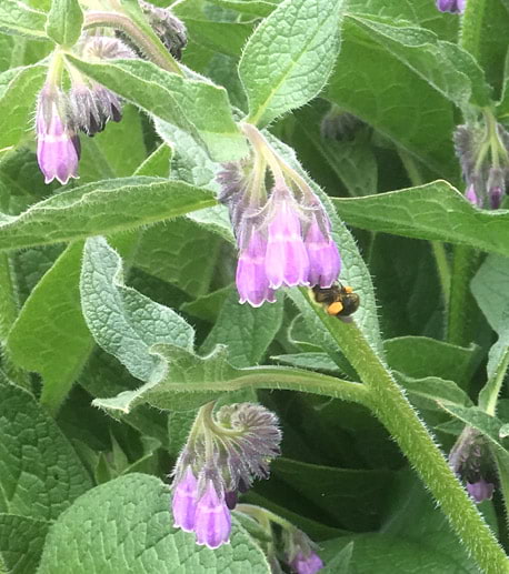 comfrey