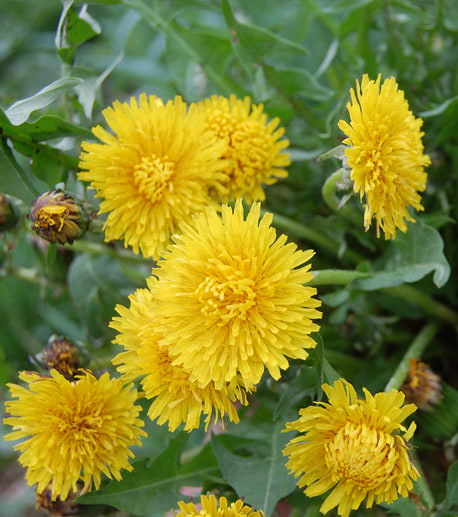 Dandelion (Taraxicum officinale)