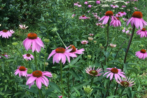 Purple Coneflower (Echinacea purpurea, pallida, angustifolia)