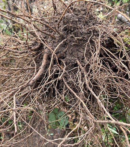 echinacea roots