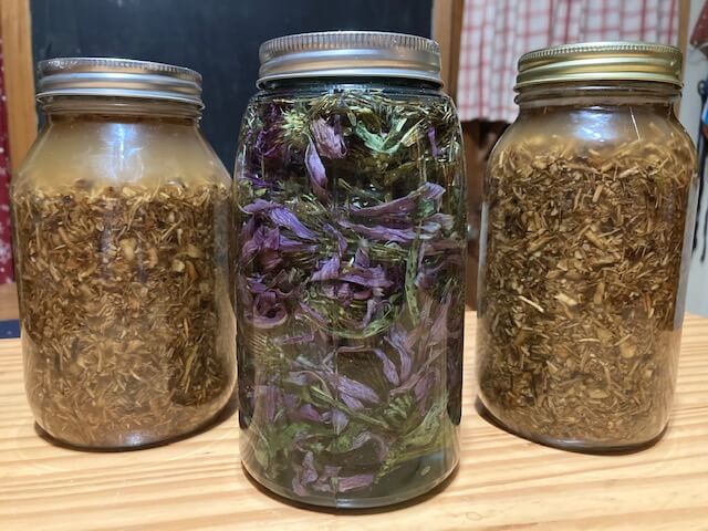 making echinacea tincture in mason jars