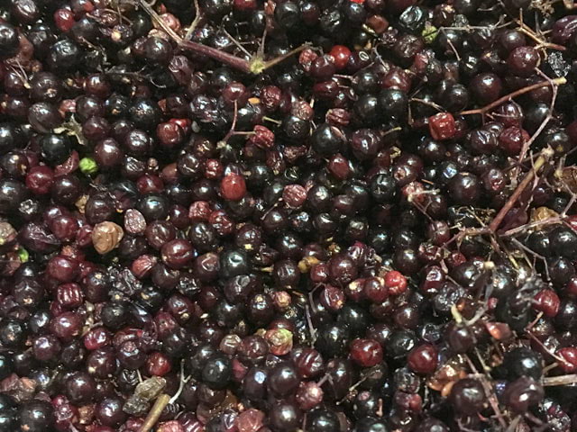 elderberries