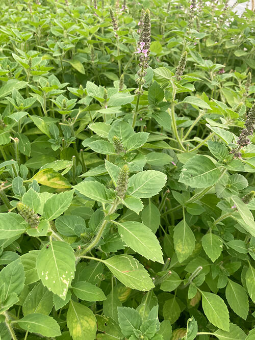 holy basil herb