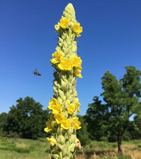 millein flowers