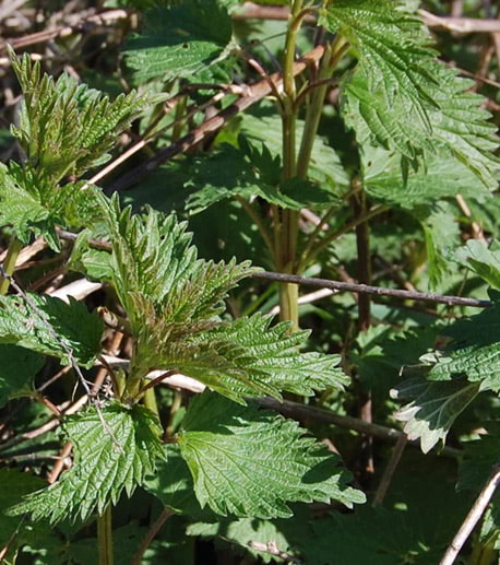 stinging nettle