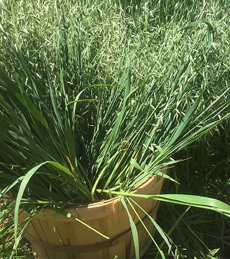 Oatstraw (Avena sativa)