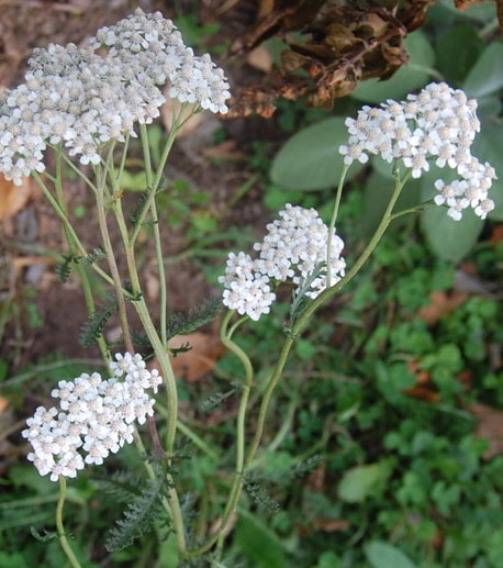 yarrow